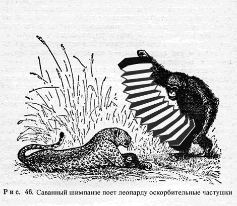 саванный шимпанзе саванный шимпанзе