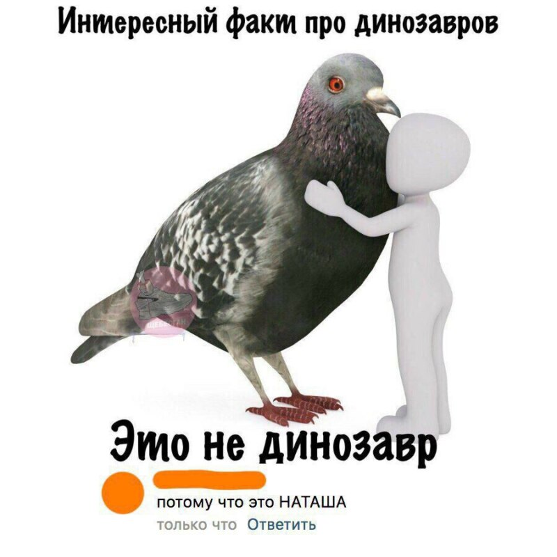 Мем Голубь Наташа Голубь Наташа