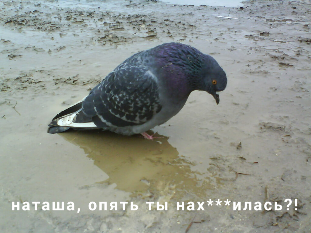 голубь наташа