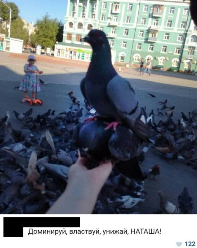 Голубь Наташа