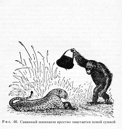 саванный шимпанзе саванный шимпанзе