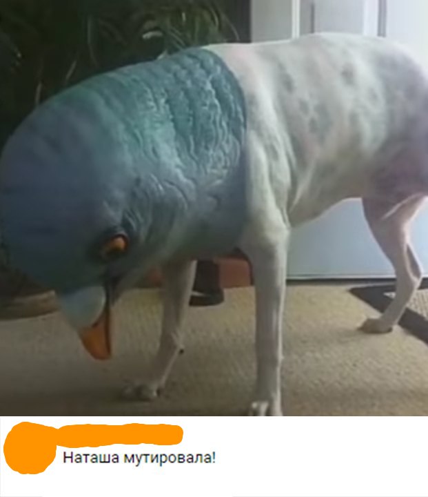 Голубь Наташа