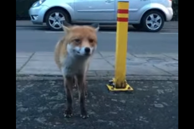 не гладь лису без кошелька