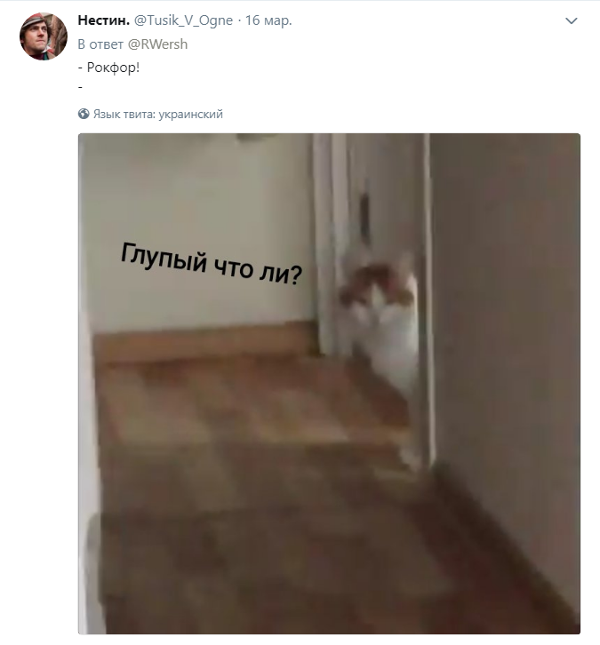 кот откликается на любые имена кот откликается на любые имена