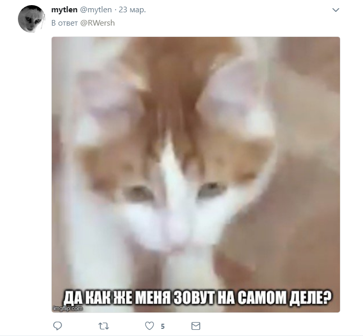 кот откликается на любые имена кот откликается на любые имена