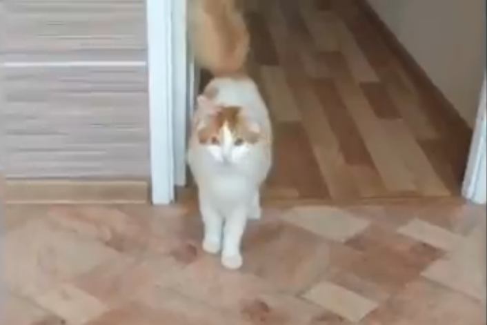 кот откликается на любые имена