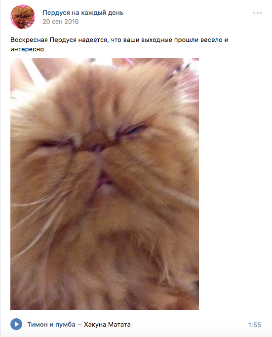  Кошка Пердуся паблик