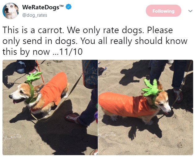 weratedogs, твиттер о собаках