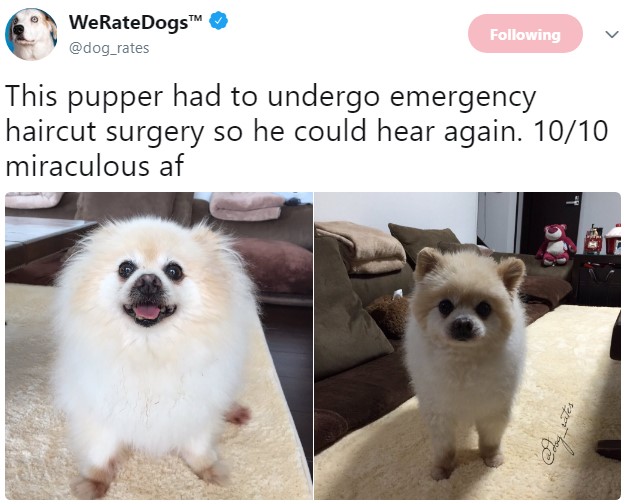 weratedogs, твиттер о собаках