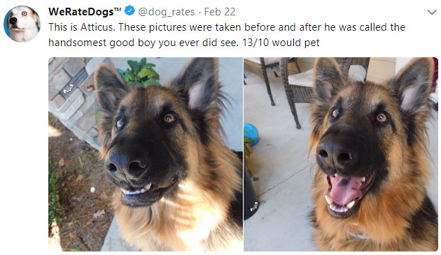 weratedogs, твиттер о собаках