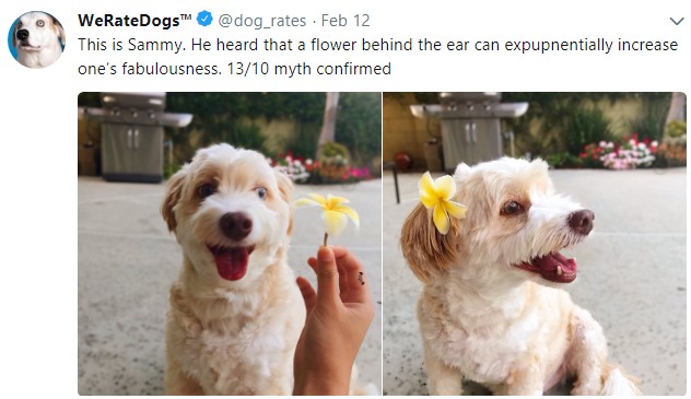 weratedogs, твиттер о собаках