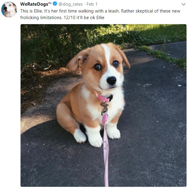 weratedogs, твиттер о собаках