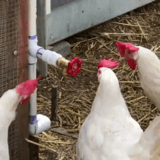 animated-gif-downsized_large-1.gif