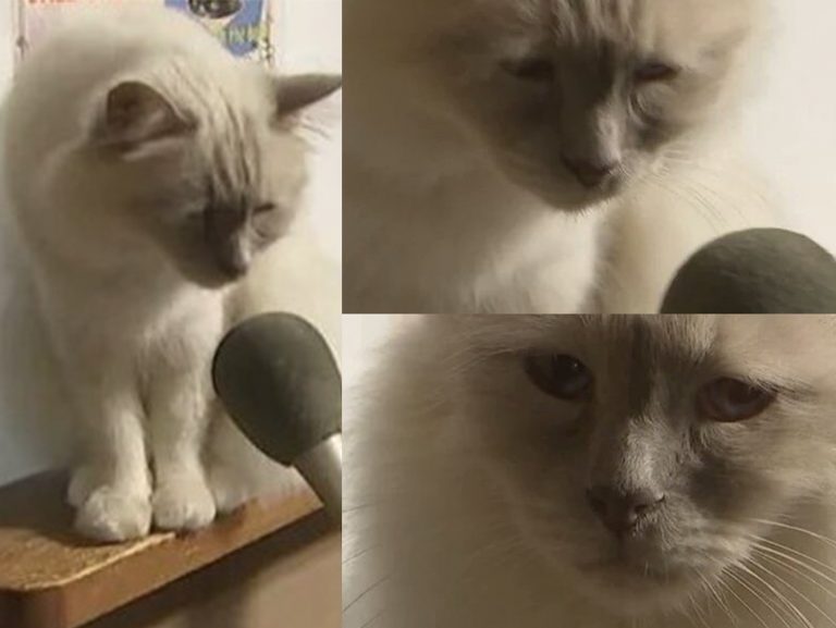 Интервью с грустным котом мем