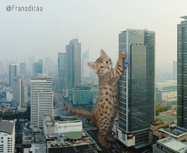 Коты-гиганты Коты-гиганты