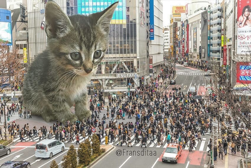 Коты-гиганты Коты-гиганты