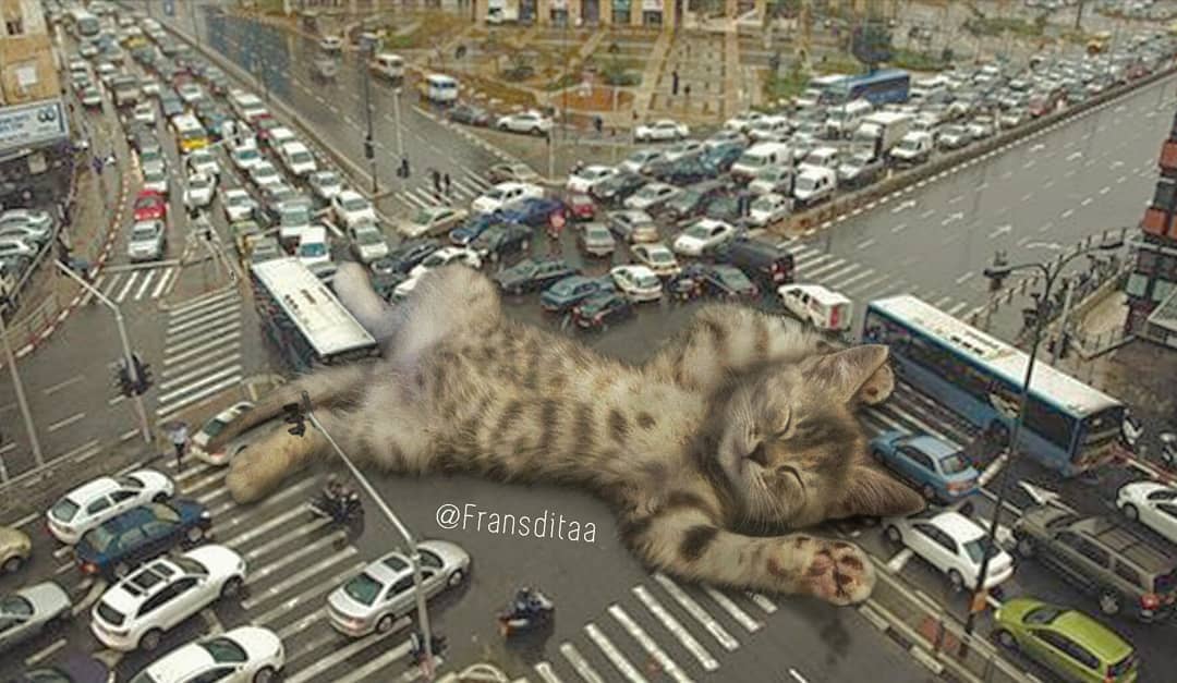 Коты-гиганты Коты-гиганты