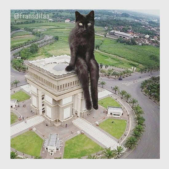 Коты-гиганты Коты-гиганты