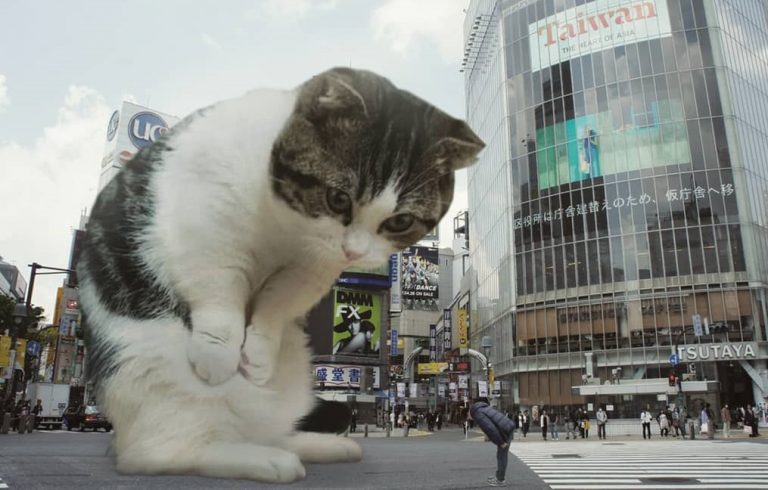 Коты-гиганты