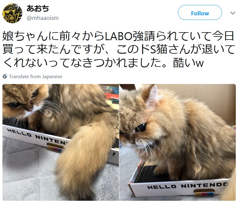 Коты и Nintendo Labo