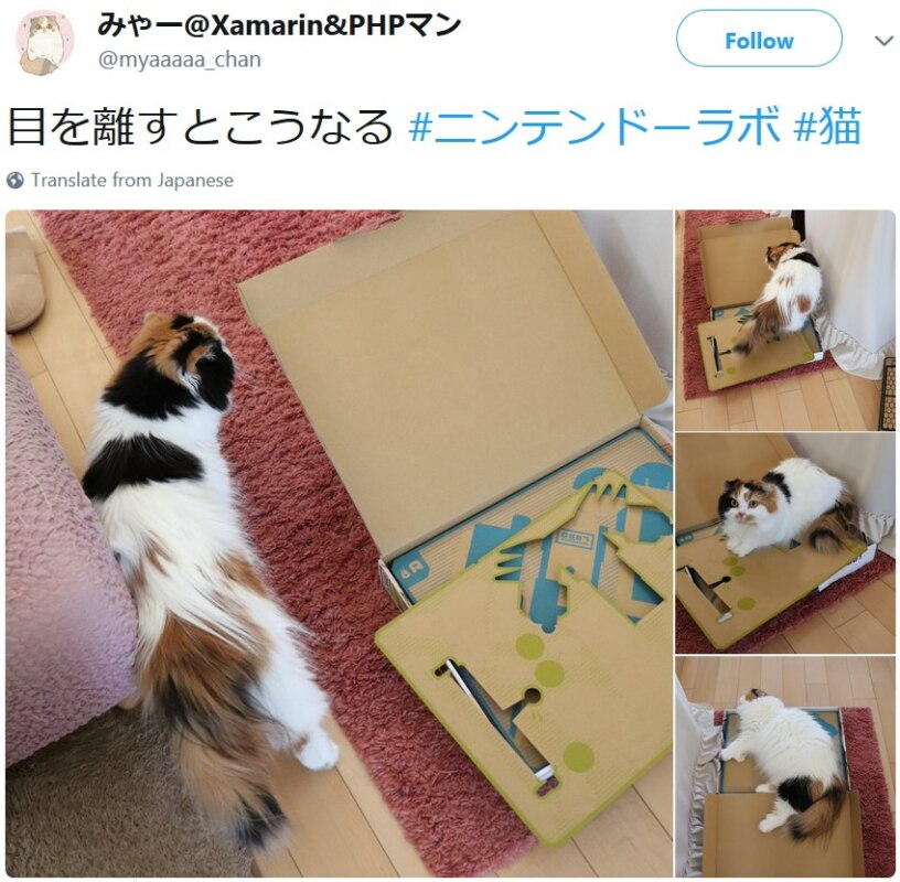 Коты и Nintendo Labo