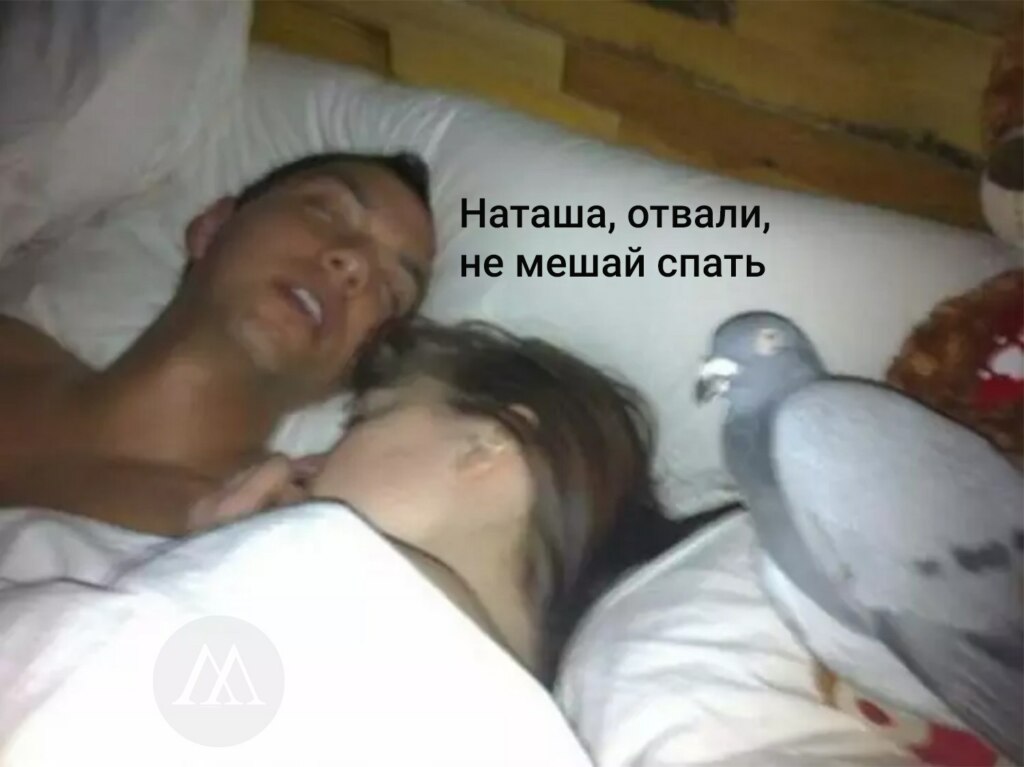 мемы голубь наташа мемы голубь наташа