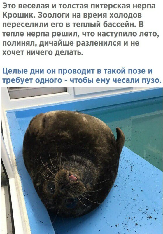 нерпа Крошик нерпа Крошик