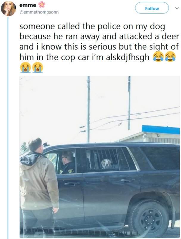 Пёс в полицейской машине Пёс в полицейской машине