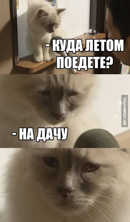 Интервью с грустным котом мем Интервью с грустным котом мем