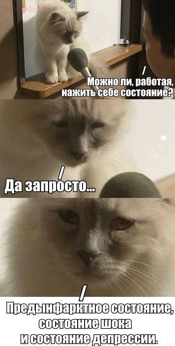 Интервью с грустным котом мем Интервью с грустным котом мем