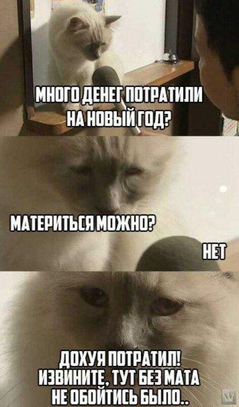 Интервью с грустным котом мем Интервью с грустным котом мем