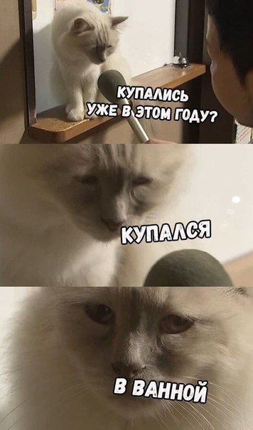 интервью с грустным котом интервью с грустным котом
