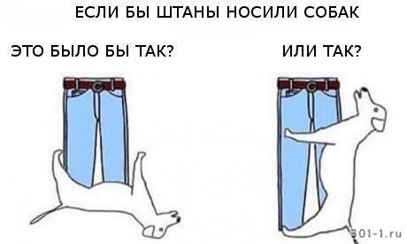 Если бы собаки носили штаны