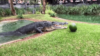kroko.gif