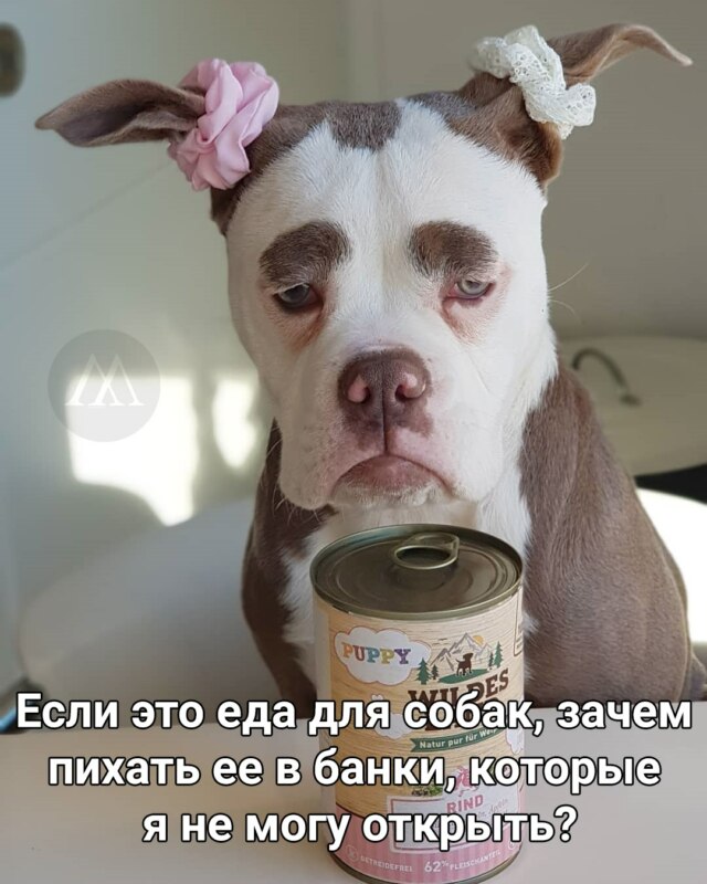мадам брови мадам брови
