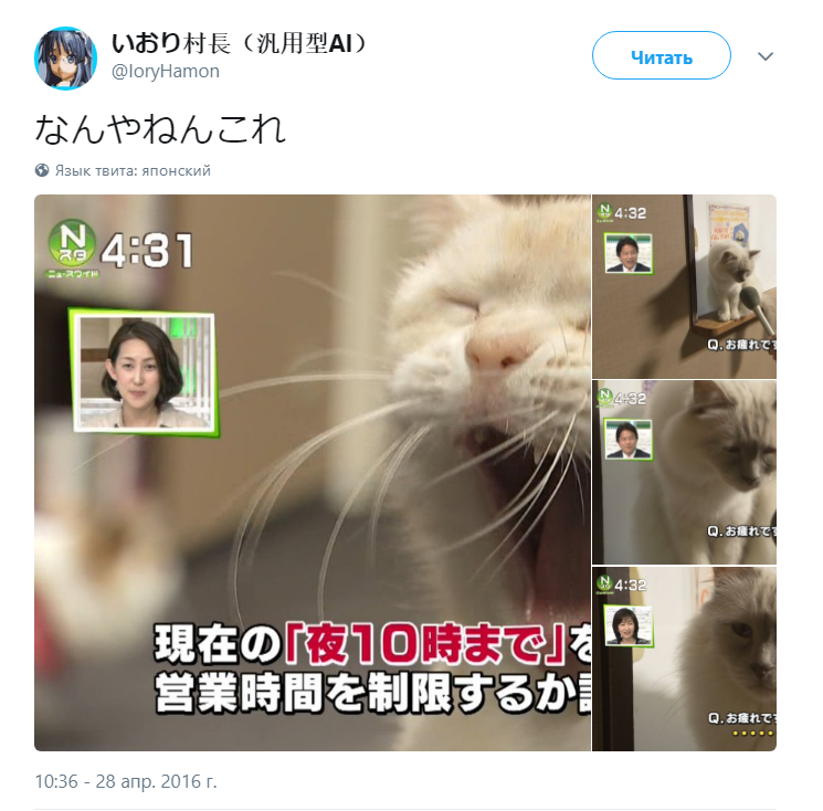 Интервью с грустным котом мем Интервью с грустным котом мем