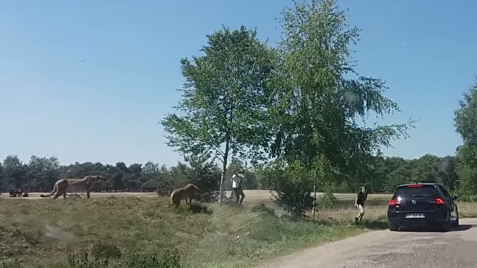 Семья вышла из машины в сафари-парке
