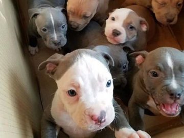 #PitbullDropOff