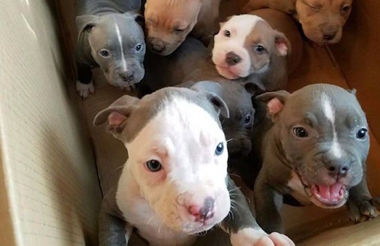 #PitbullDropOff