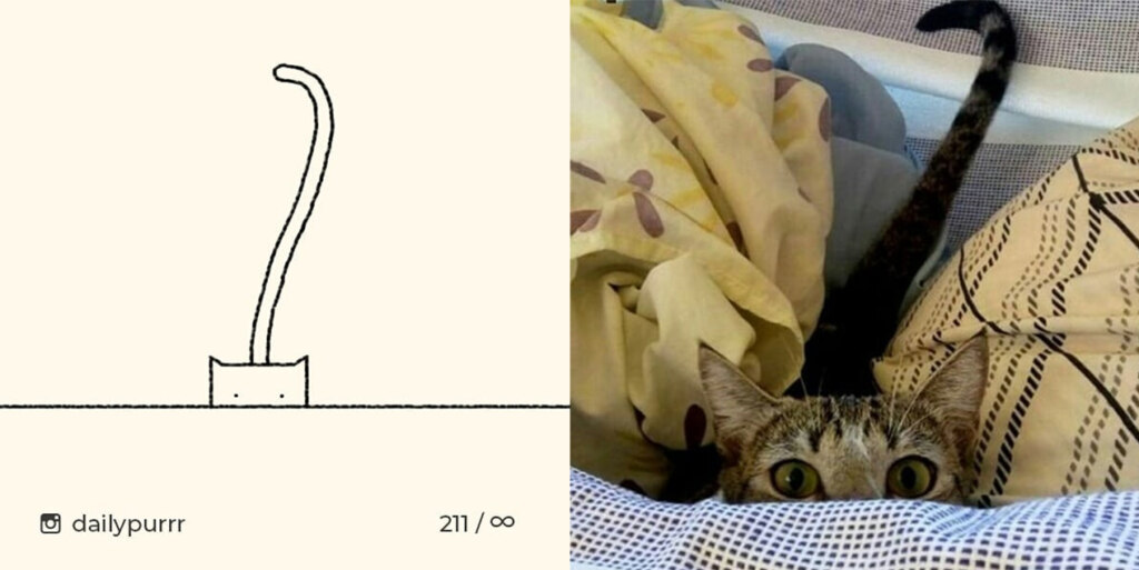коты из линий коты из линий
