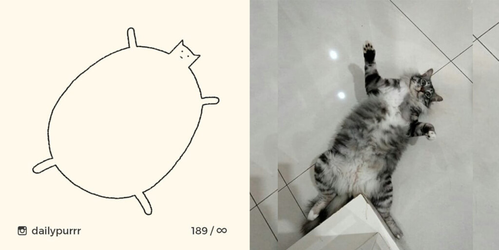 коты из линий коты из линий