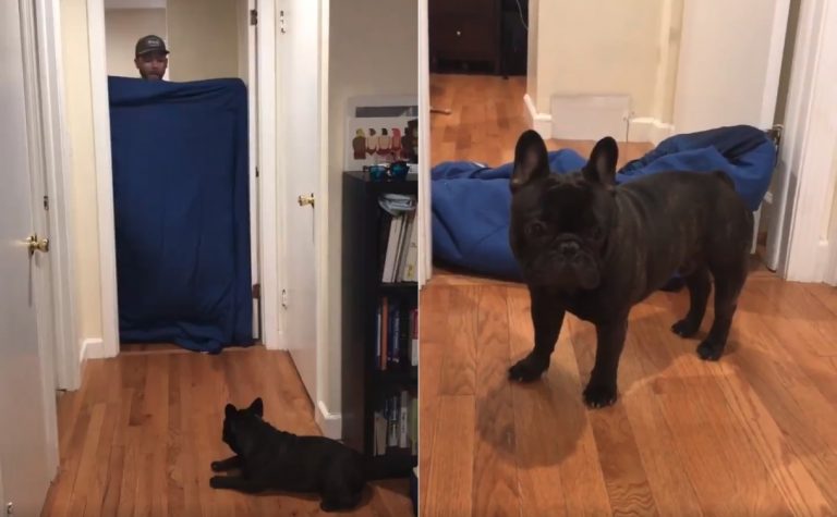 #WhatTheFluffChallenge
