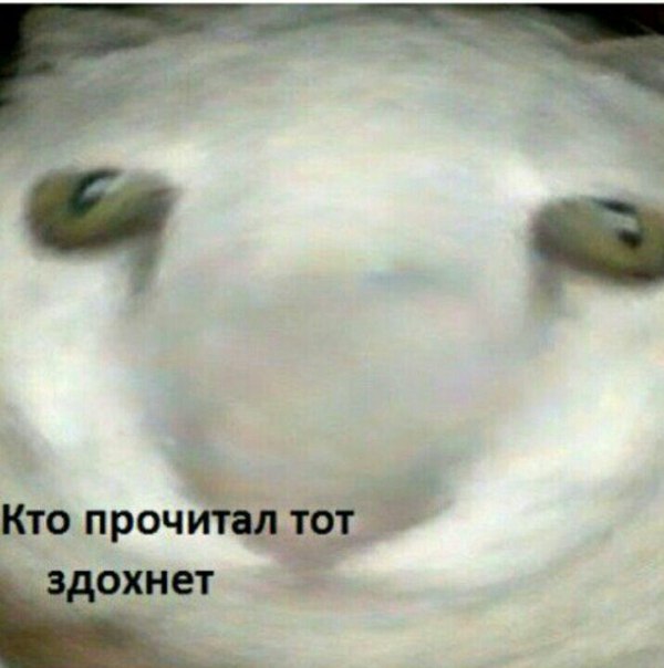 кто прочитал тот здохнет кто прочитал тот здохнет