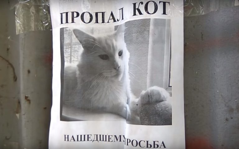 пропал кот