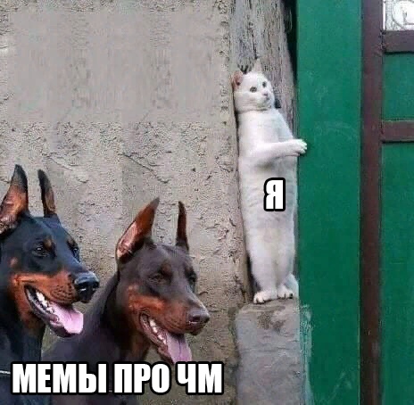 кот прячется от собак мем кот прячется от собак мем