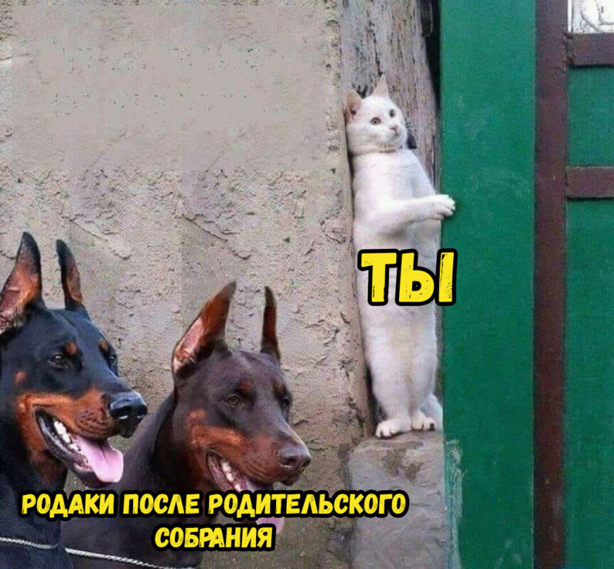 кот прячется от собак мем кот прячется от собак мем