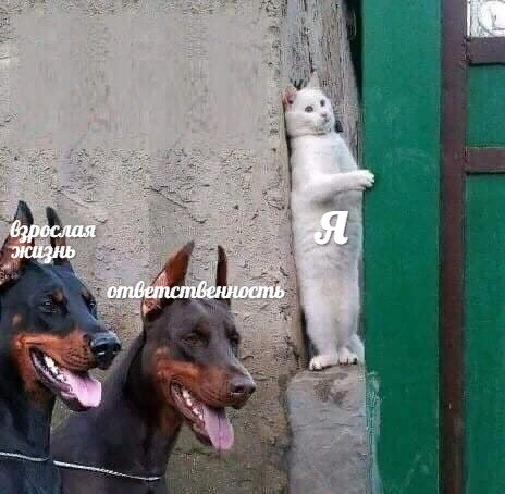 кот прячется от собак мем кот прячется от собак мем