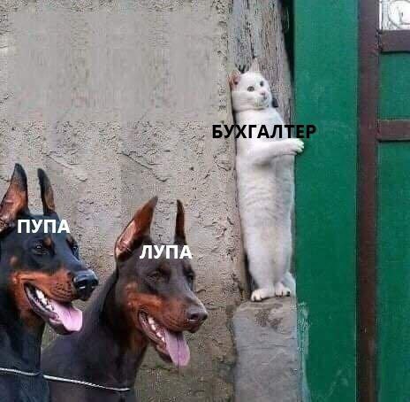 кот прячется от собак мем кот прячется от собак мем