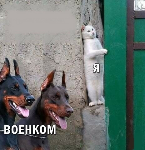 кот прячется от собак мем кот прячется от собак мем