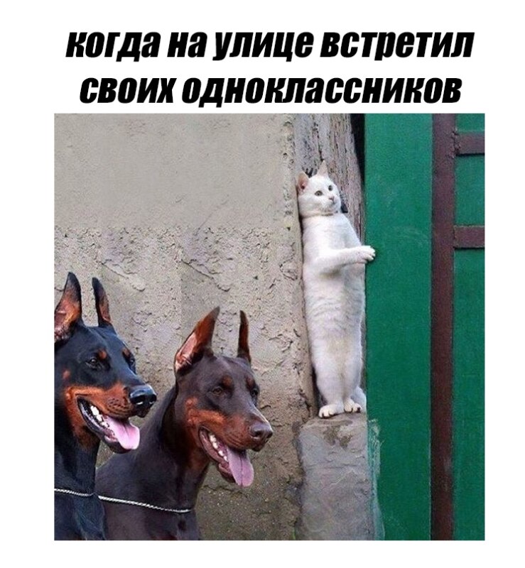 Главные мемы июня 2018